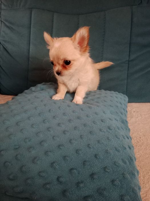 Piesek Chihuahua długowłosy