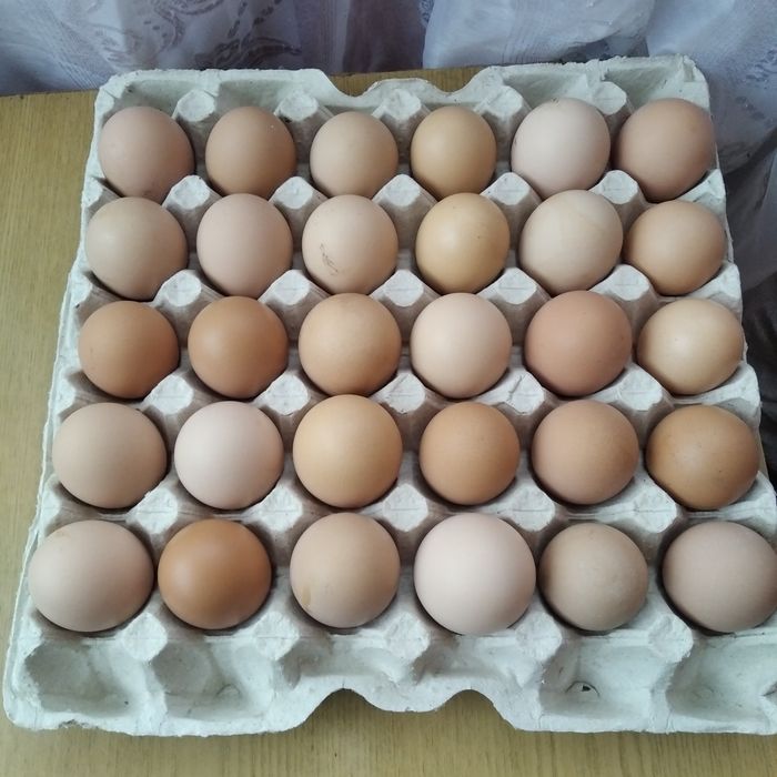 Продам домашні курячі яйця,свіженькі,без ГМО.100грн/дес.