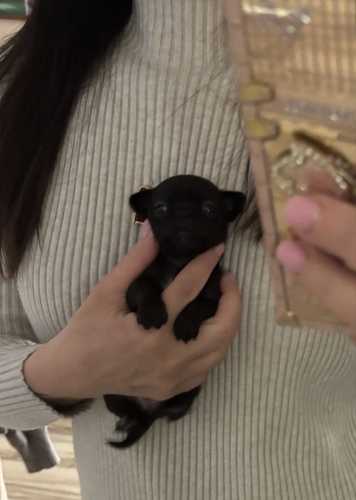 Chihuahua dziewczynka  malenka