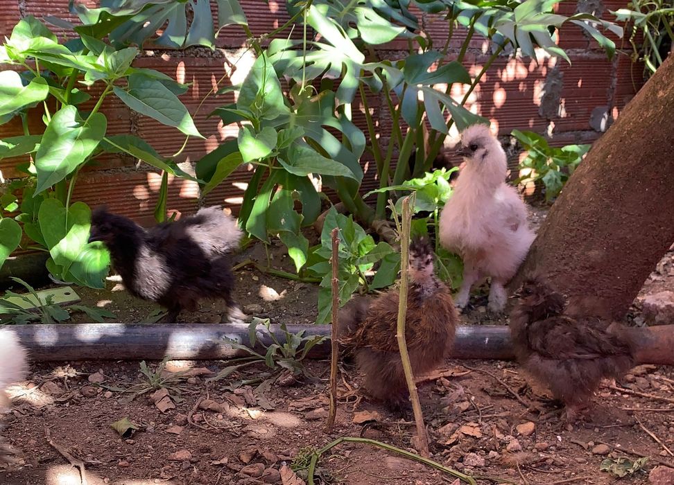 Ovos de raça pura sedosa