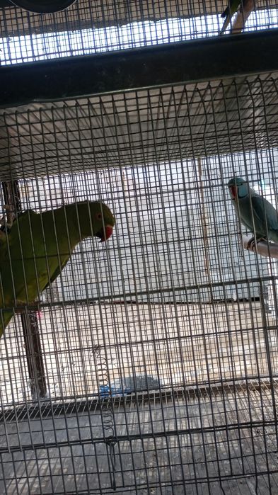 Casal ring neck portador de cc