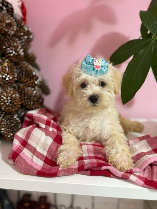 Odchowany chłopiec  XS Maltipoo cudowny charakter kocha dzieci