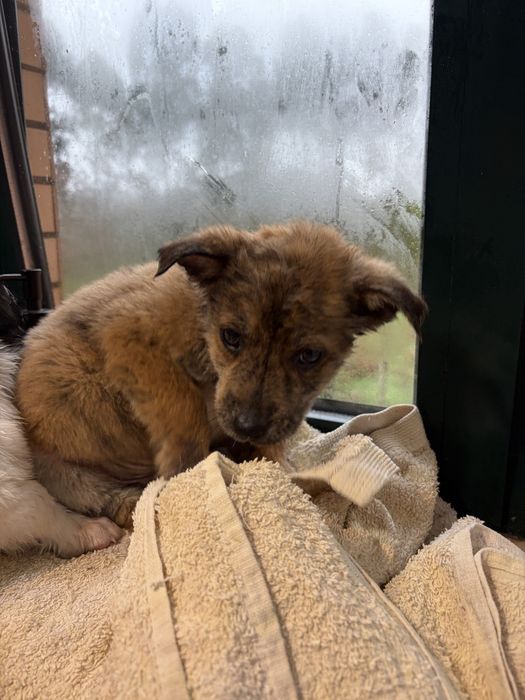 Cachorros para adoção responsavel