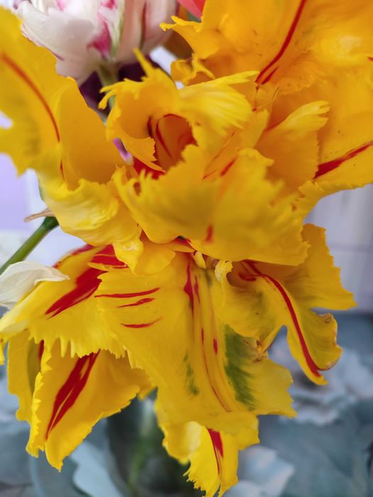 Тюльпани зі своєї клумби