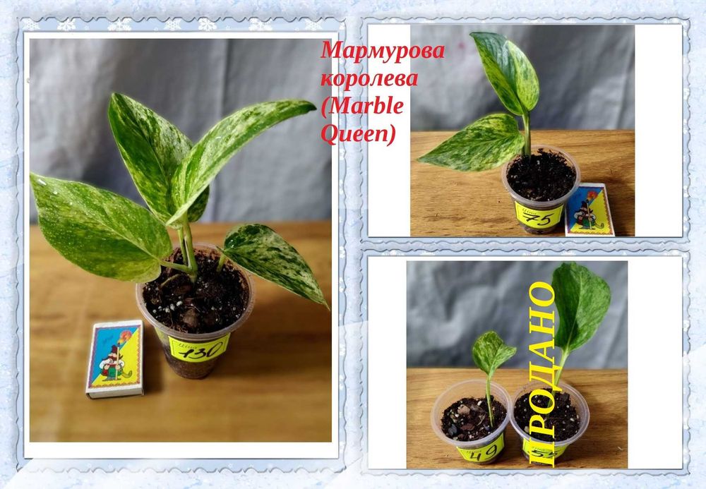 ‼️Колекція епіпремнумів/сциндапсусів