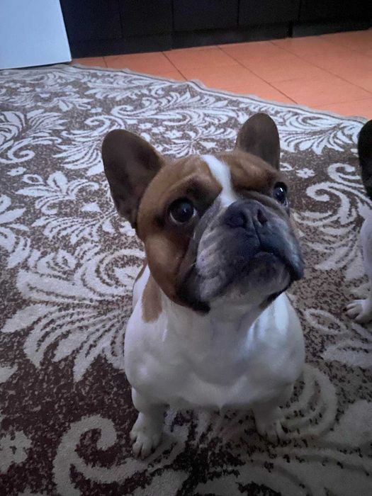 В'язка французького бульдога