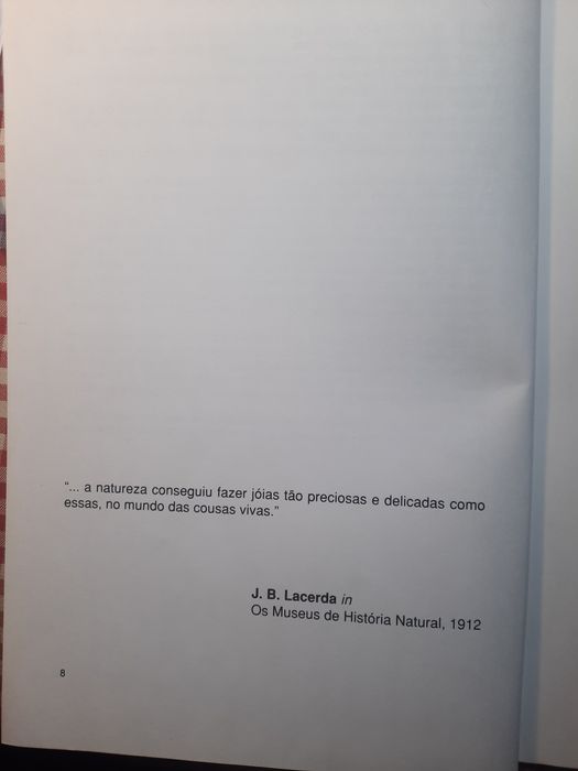 OS  COLIBRIS da coleção "Braga Junior"