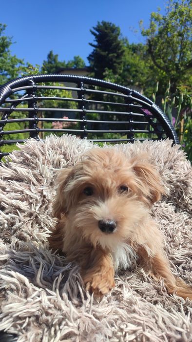 Maltipoo, Maltańczyk z Pudlem suczka samica Częstochowa