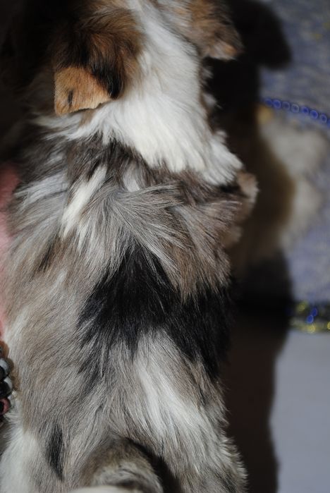 Блубері хлопці з голубим оком