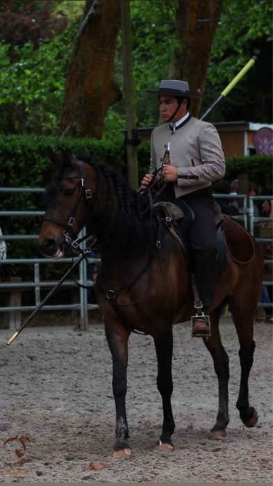 Vendo egua lusitana pura