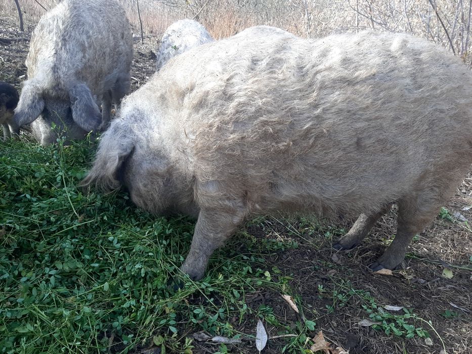 Продам свиней Венгерской Пуховой Мангалицы!