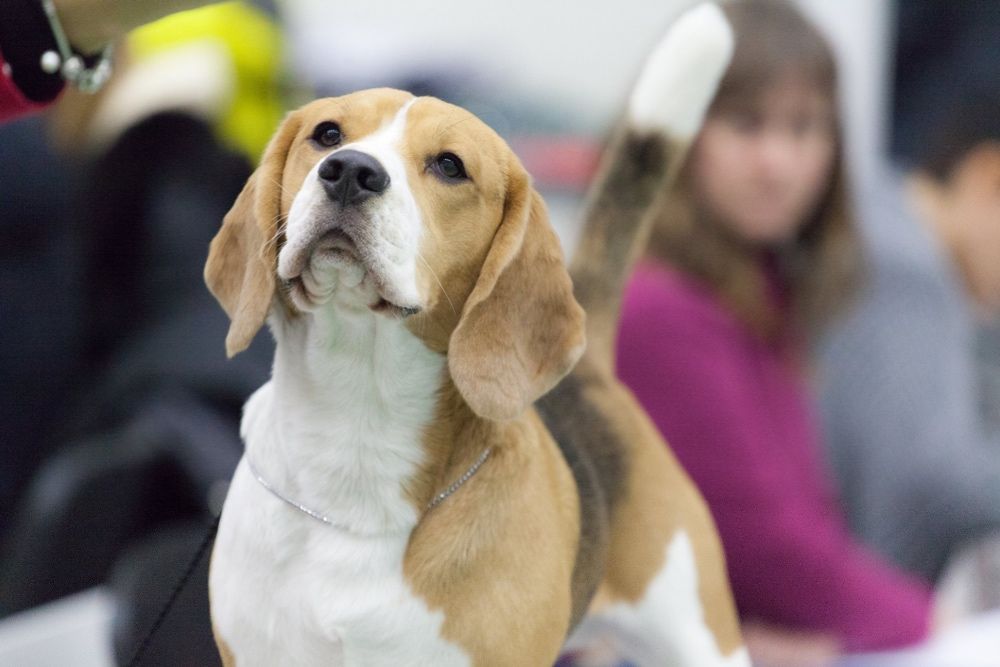 Открыт для вязки замечательный кобель Бигль