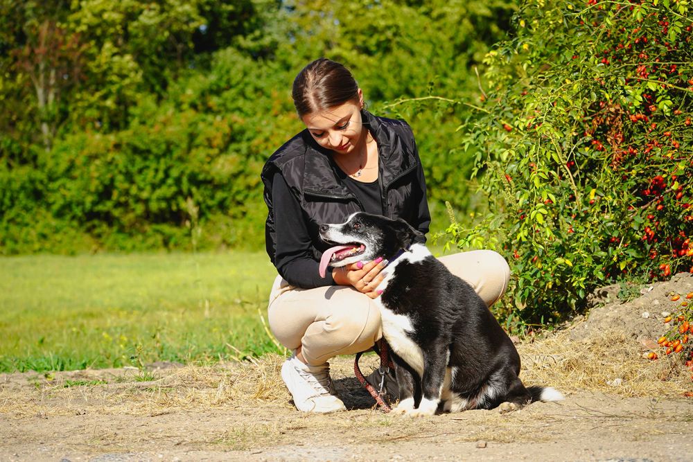 Liput - uroczy, grubiutki piesek