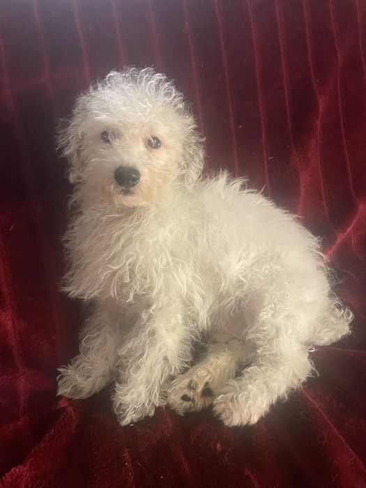 Menino caniche pequeno