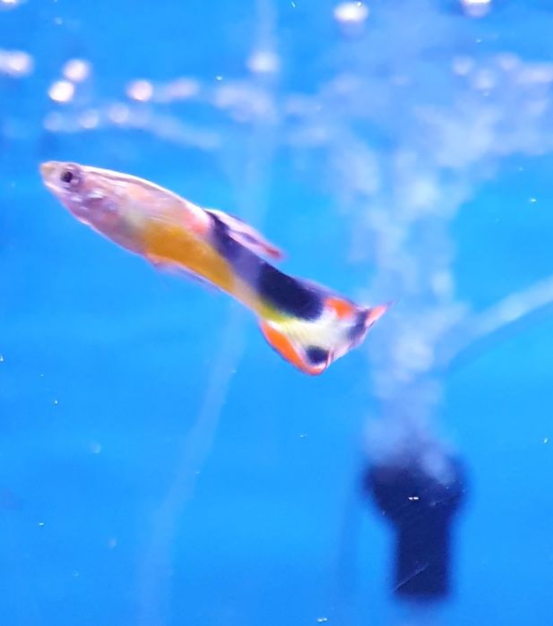 Gupik endlera jet Kraków (Swoszowice)