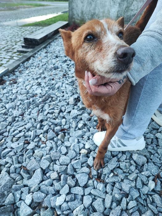 Caozinho com 5 aninhos para adopção