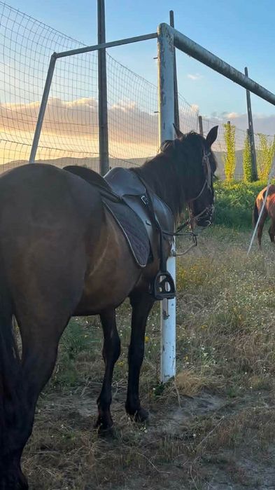 Cavalo lusitano inteiro