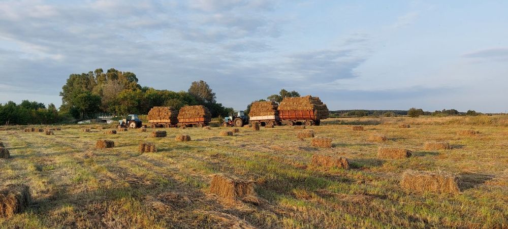 Сіно в тюках, різнотрав'я, лугове сіно
