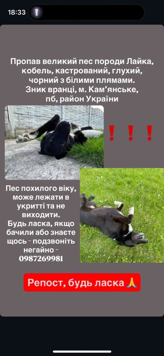 ‼️ЗАГУБИВСЯ ПЕС‼️ Породи Лайка