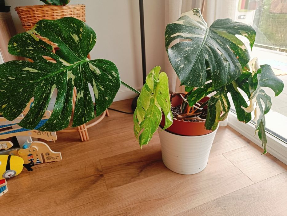 Monstera Thai constellation - 5 folhas