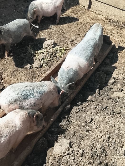 Продам вьетнамских поросят
