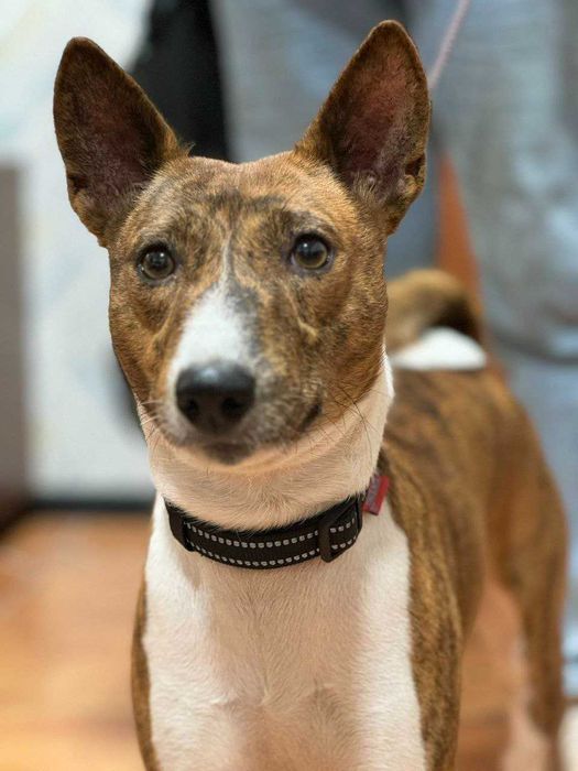 Пес басенджі для в`язки.