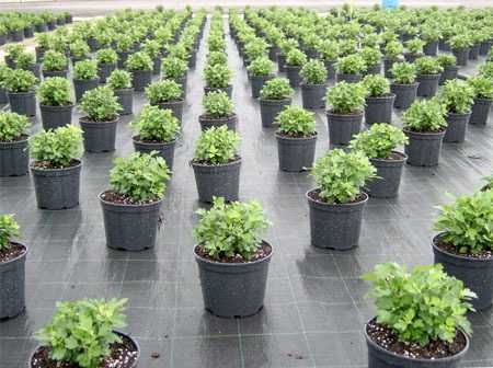 Агротканина, щільність 70, 90, 110, 135 г/м². Ширина 0.4 - 3,2м