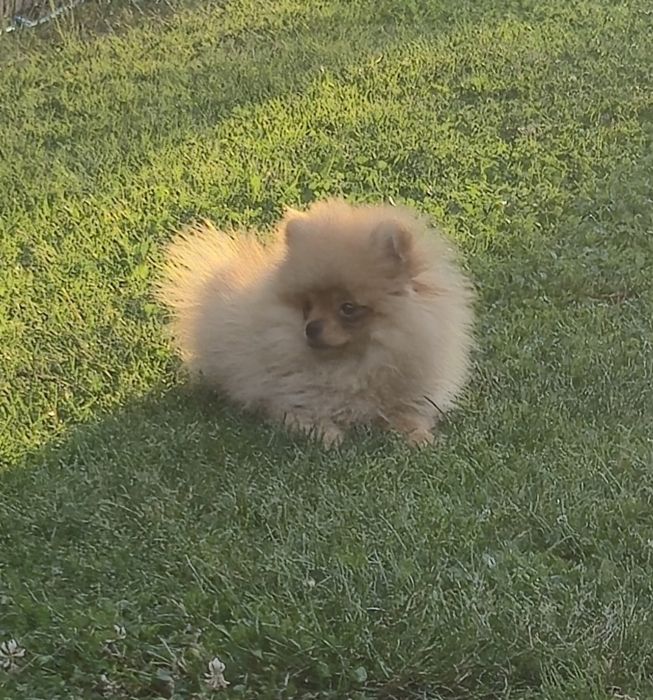 Szpic miniaturowy Pomeranian  chłopak