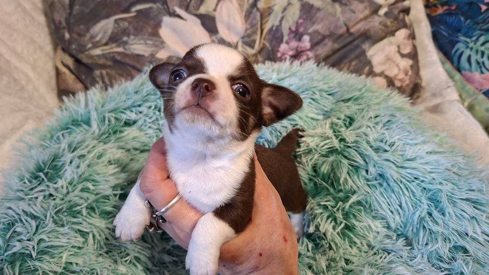 Śliczny piesek Chihuahua czekoladowo biały. REZERWACJA