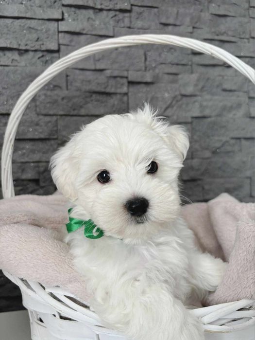 Maltańczyk- piękny piesek