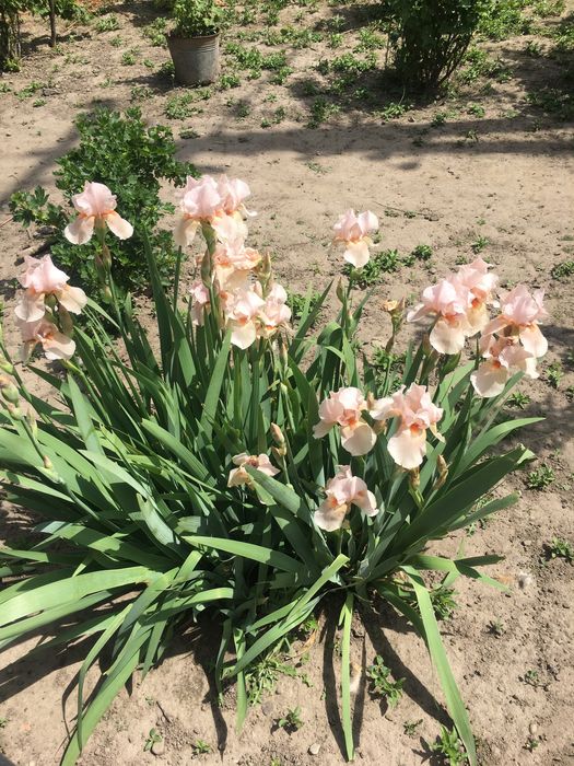 Іриси квіти