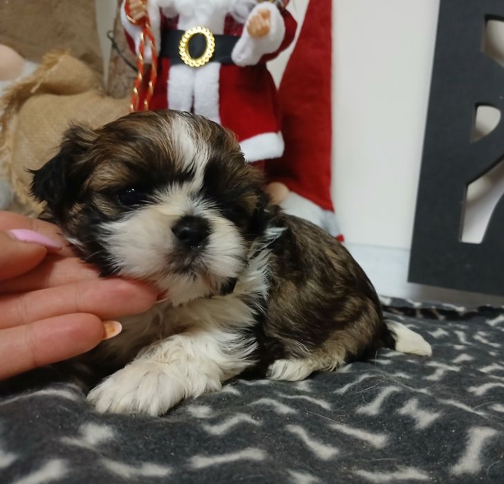 Dziewczynka Shih-tzu z Rodowodem