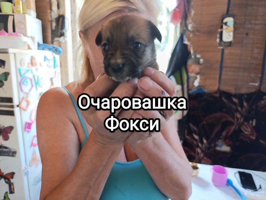 Щенки в хорошие руки .Срочно. Не проходите мимо.