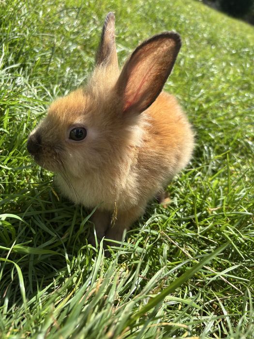 Króliki miniaturki karzełki teddy
