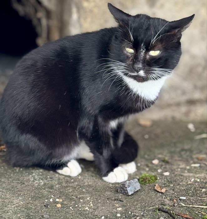 ТЕРМІНОВО‼️Онікс шукає люблячу родину ‼️