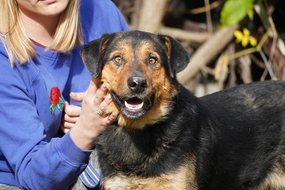 Stryszek - mega fajny psiak szuka domu