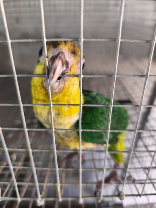 Marianinhas cabeça canela calção verde