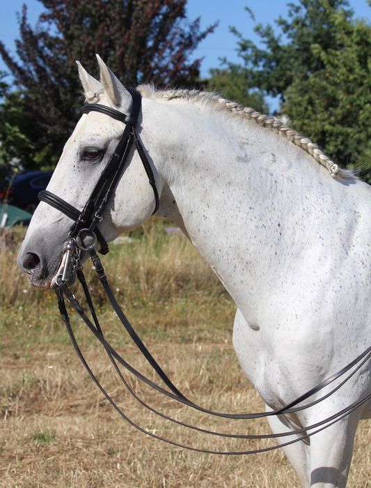 Cavalo Luso-Árabe linha Magic Count