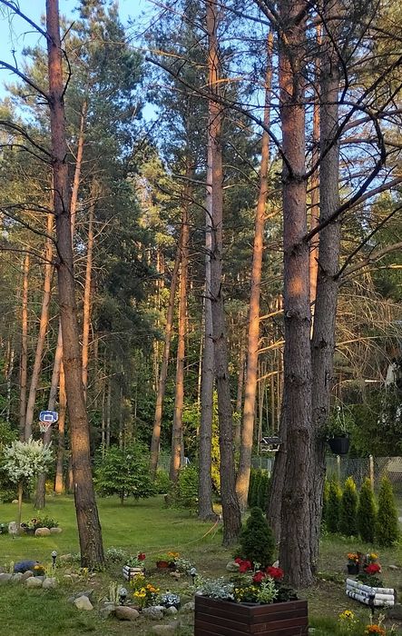 "Złap oddech" Domek do wynajęcia,w lesie,drewniany całoroczny.