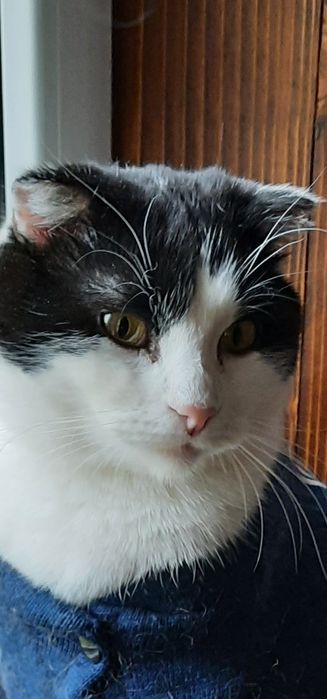 Отдам вислоухого кота