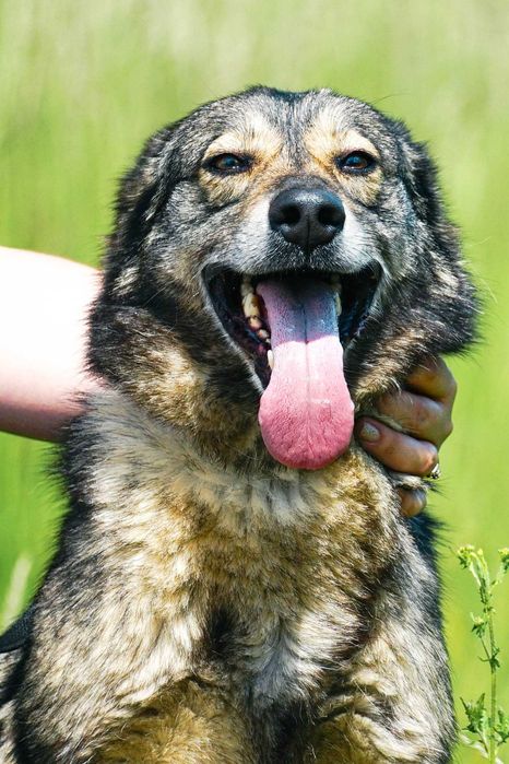 GUTEK - wesoły psiak szuka domu