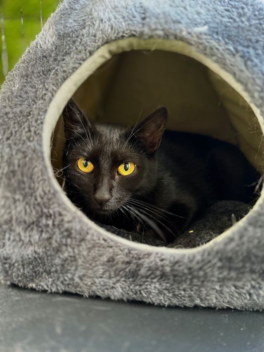 Киця над якою знущались врятуй, добрі руки кошка безкоштовно бесплатно