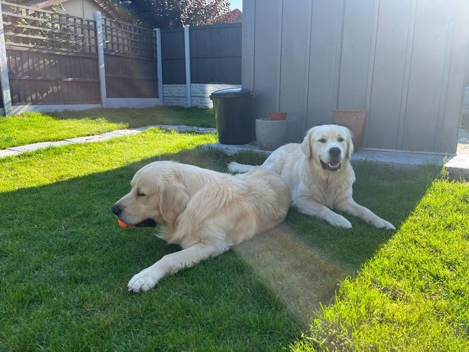 Golden Retriever   Rodowód