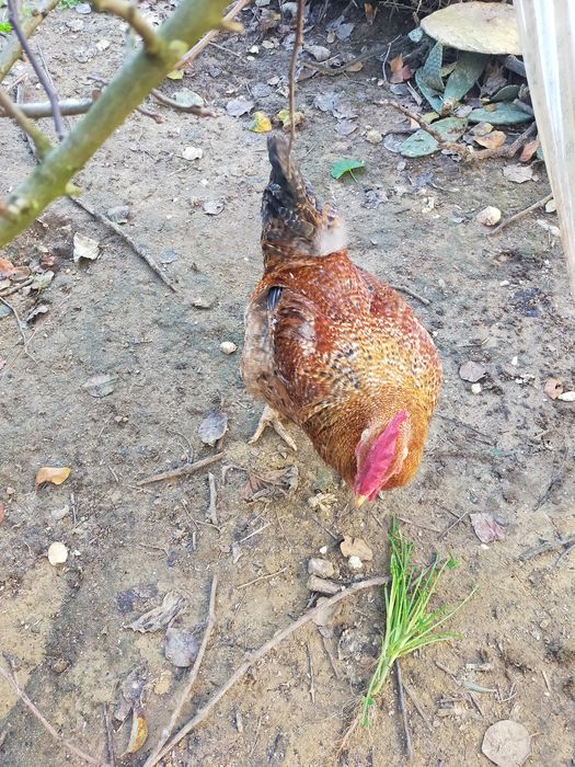 Vendo galo alimentado com alimentação biológica