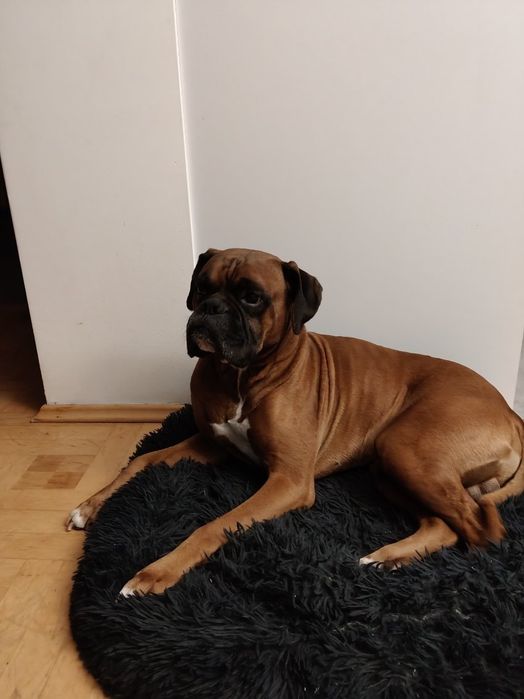 Oddam Psa Boksera w dobre ręce