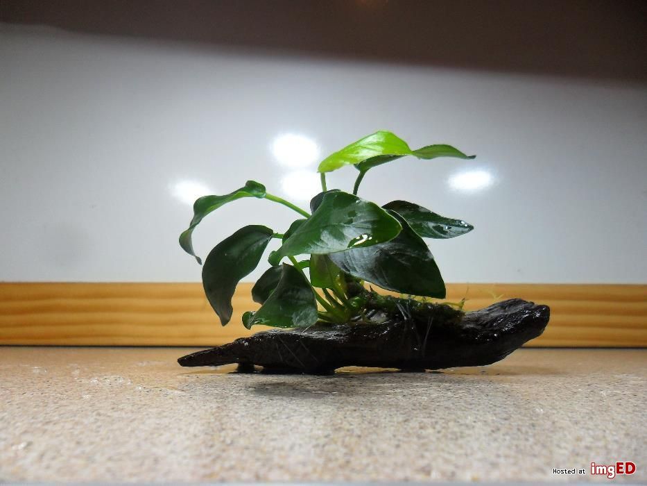 Rośliny akwariowe. Anubias dwie odmiany  ,