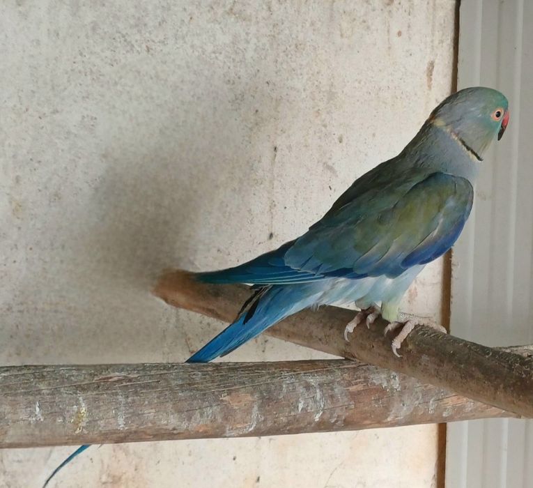 Ultimos casais  ring necks