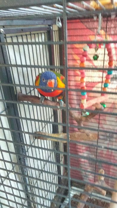 Vendo 2 papagaios com casa
