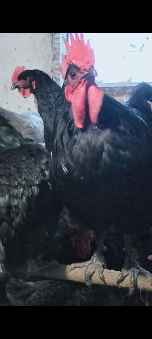 Продам инкубационное яйцо курей породы Джерсийский гигант