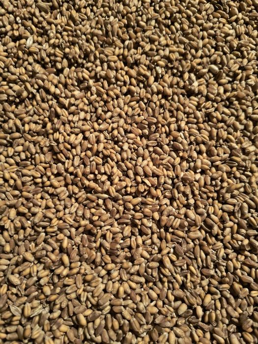 Pszenica Konsumpcyjna, paszowa, pszenżyto, workowane